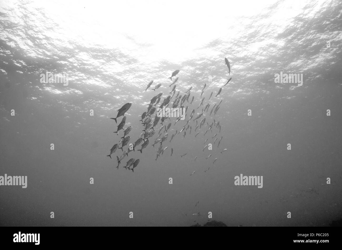 Scena sulla barriera corallina, pesce Foto Stock