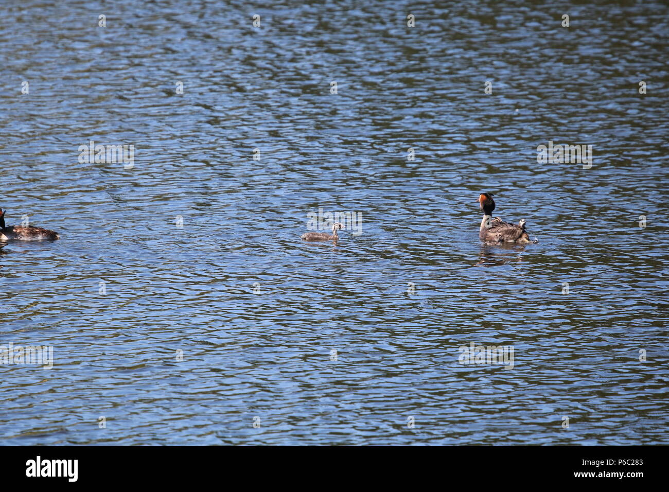 Svasso maggiore (Podiceps cristatus), Nord Ovest Inghilterra, Regno Unito Foto Stock