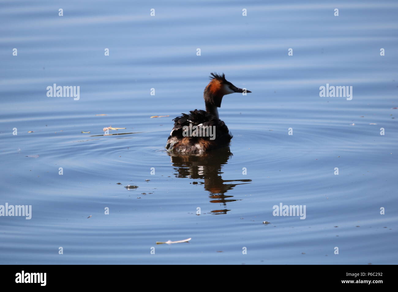 Svasso maggiore (Podiceps cristatus), Nord Ovest Inghilterra, Regno Unito Foto Stock