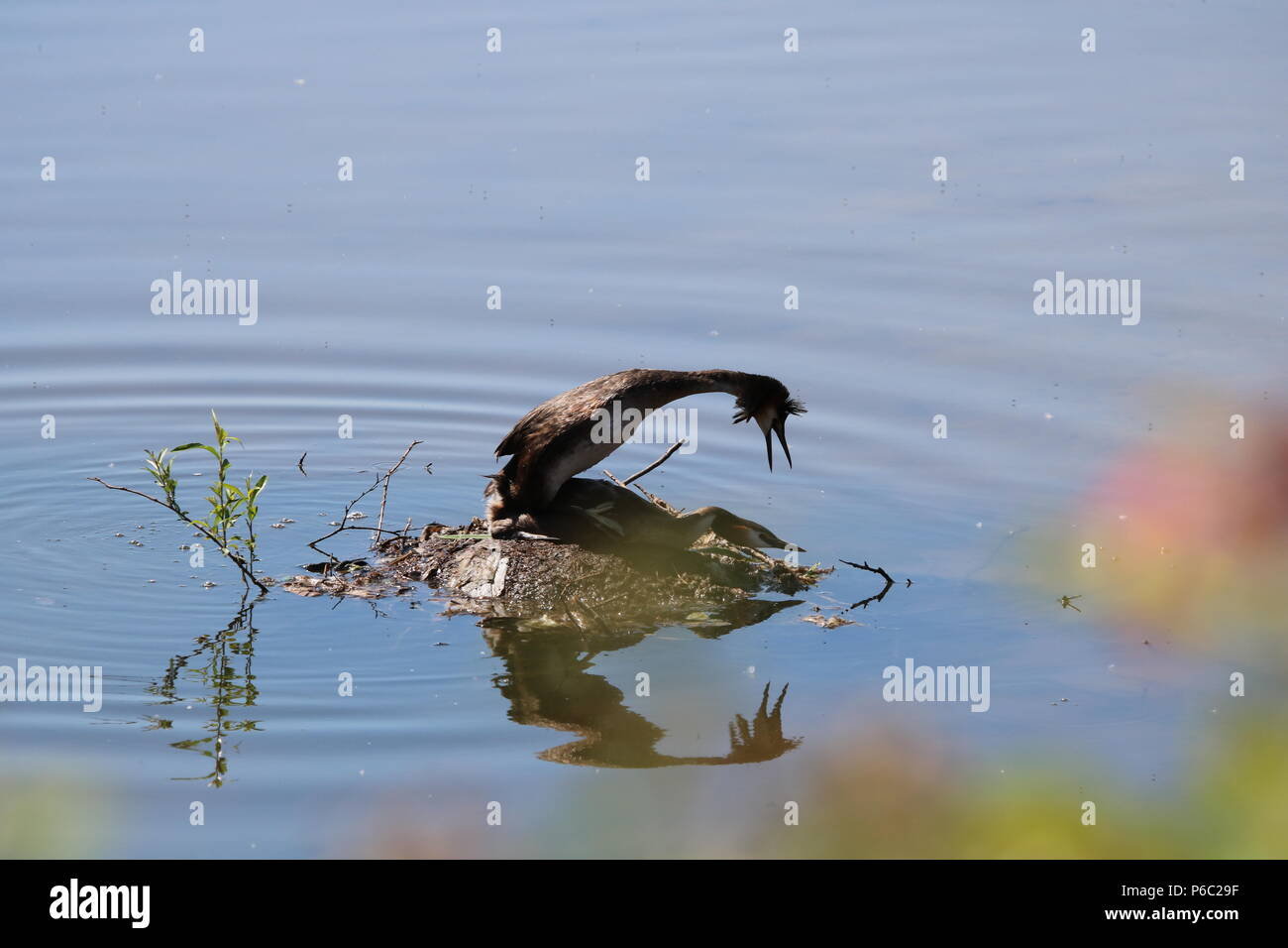 Svasso maggiore (Podiceps cristatus), Nord Ovest Inghilterra, Regno Unito Foto Stock