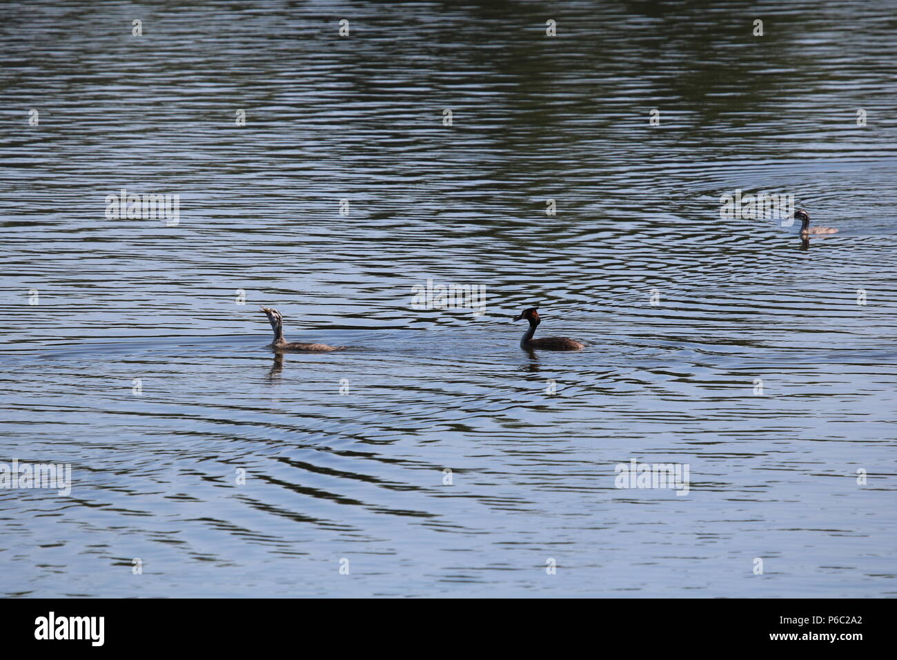 Svasso maggiore (Podiceps cristatus), Nord Ovest Inghilterra, Regno Unito Foto Stock