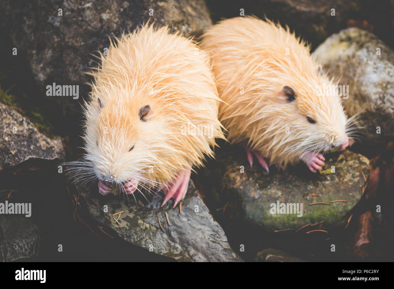 Una Nutria (Myocastor coypus) in Germania Foto Stock