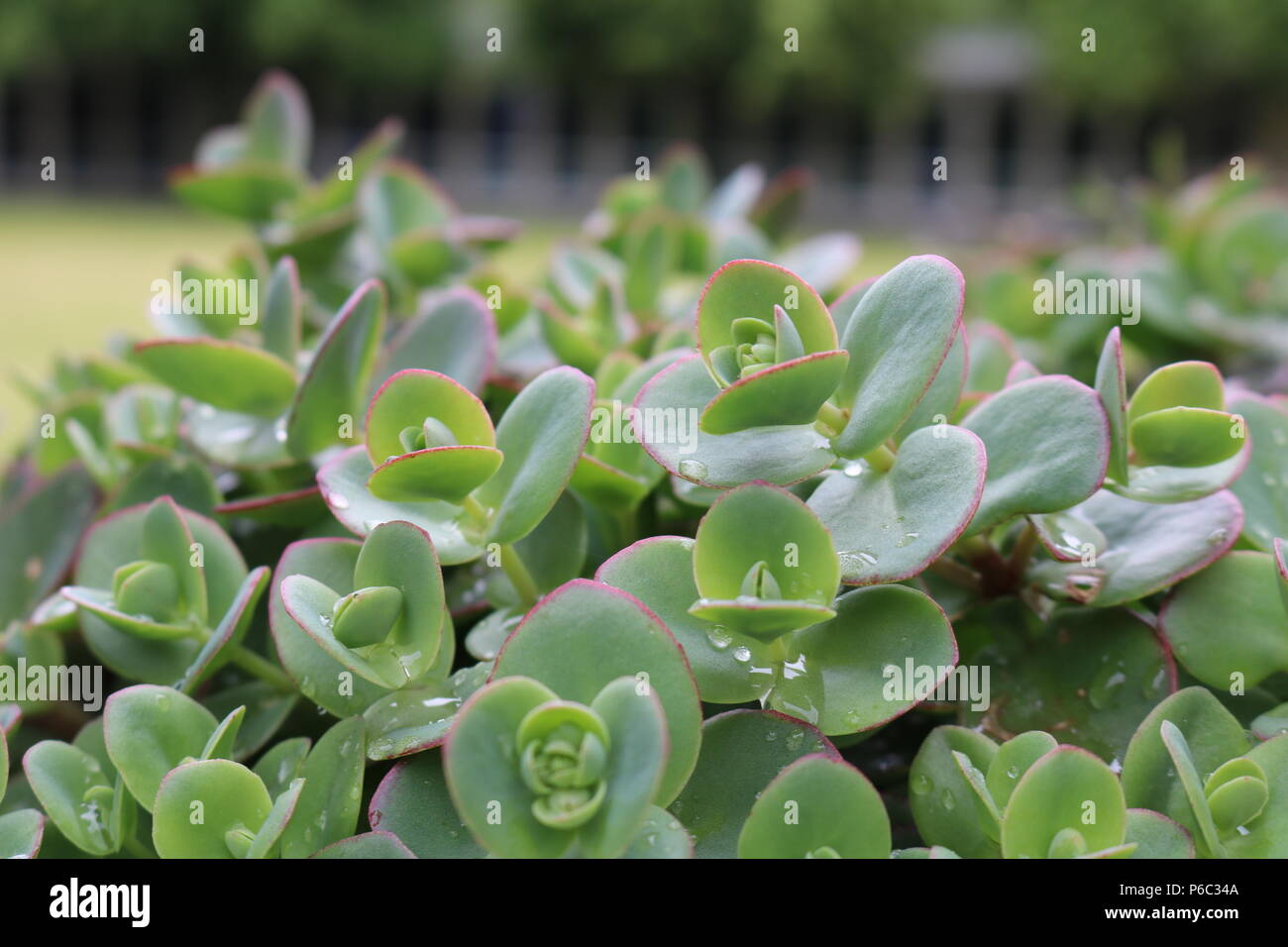 Vibes di mattina Foto Stock