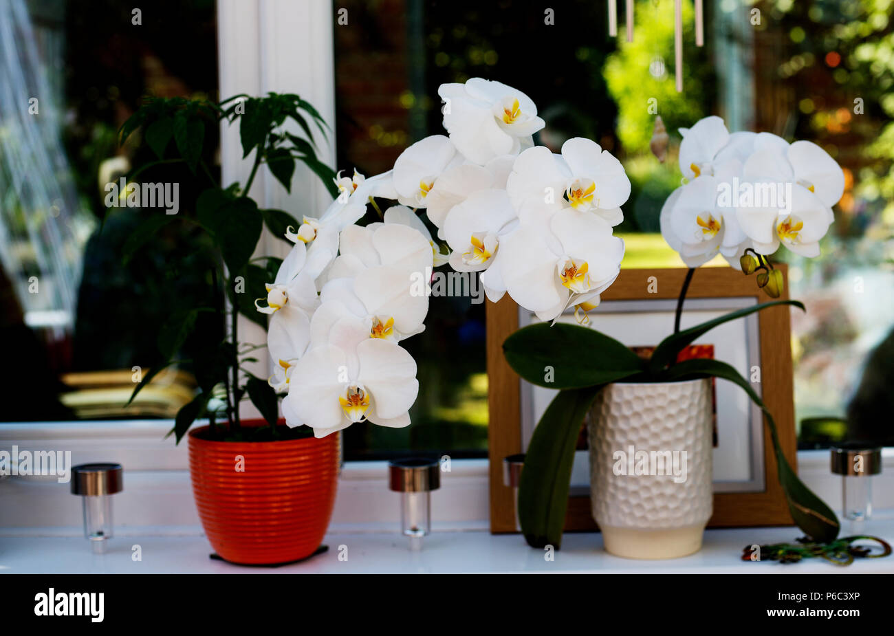 Un bianco e orchidea gialla (Phalaenopsis) crescente a partire da un impianto di bianco sulla pentola un conservatorio davanzale. Foto Stock