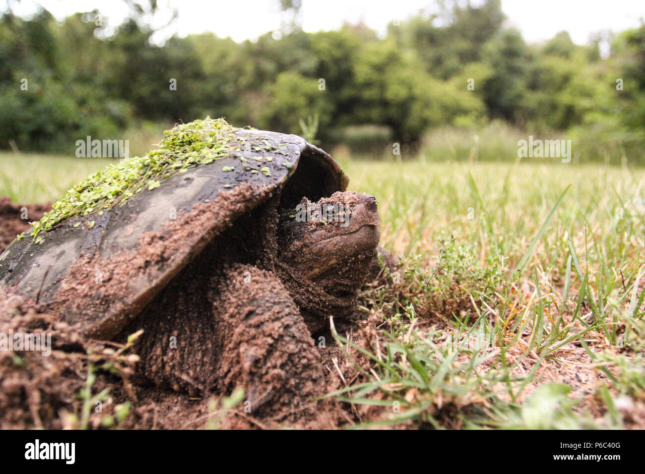 Snapping femmina Turtle deposizione delle uova Foto Stock