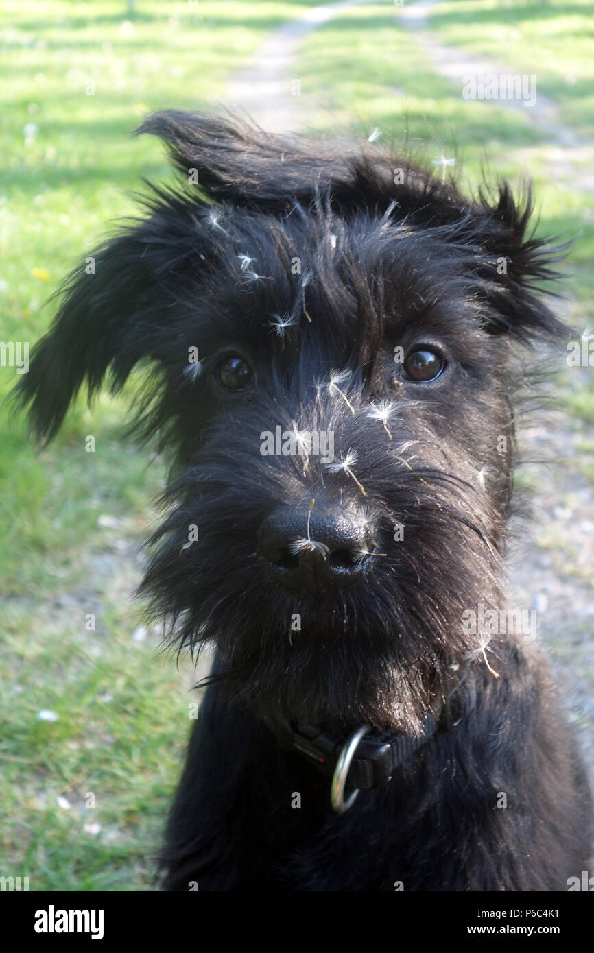 Berlino, Germania - Schnauzer gigante cucciolo ha i semi di un blowball in faccia Foto Stock