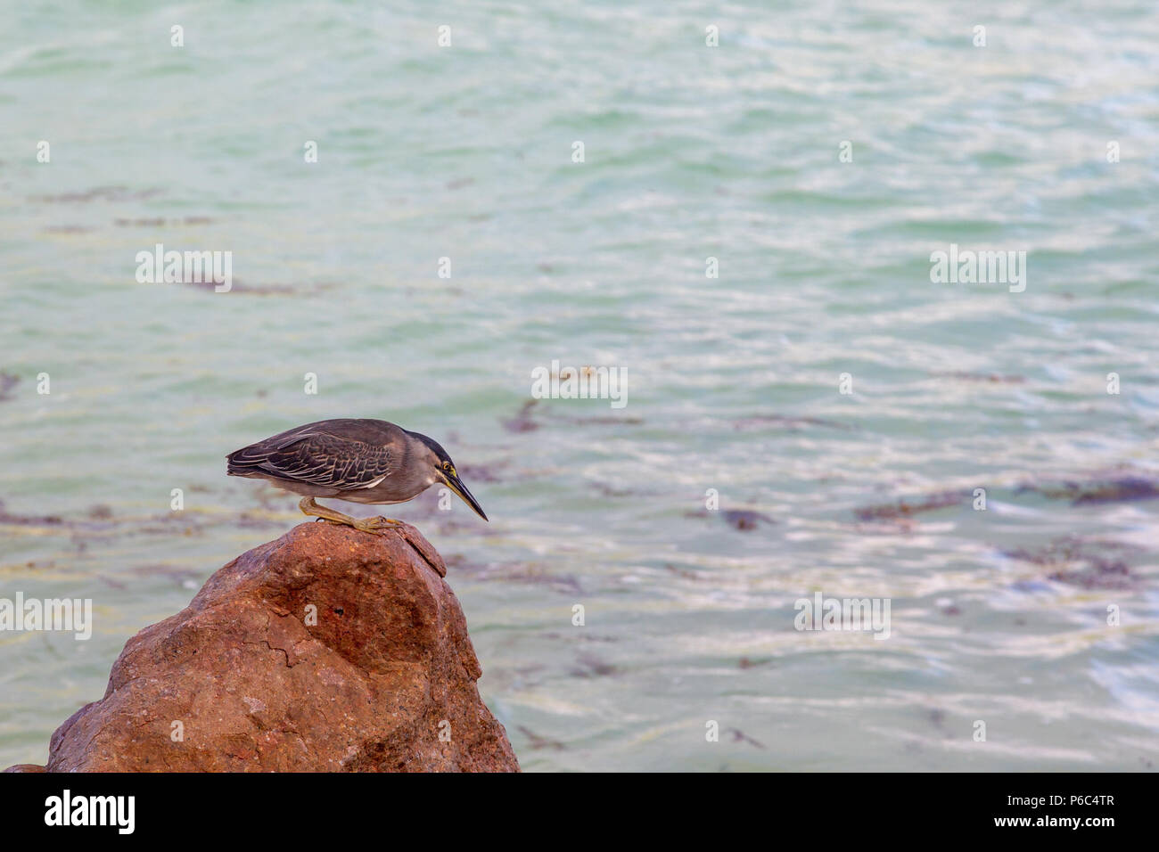 Airone striato (Butorides striata) seduti sulle rocce presso la costa di Praslin, Seicelle nell'Oceano Indiano. Foto Stock