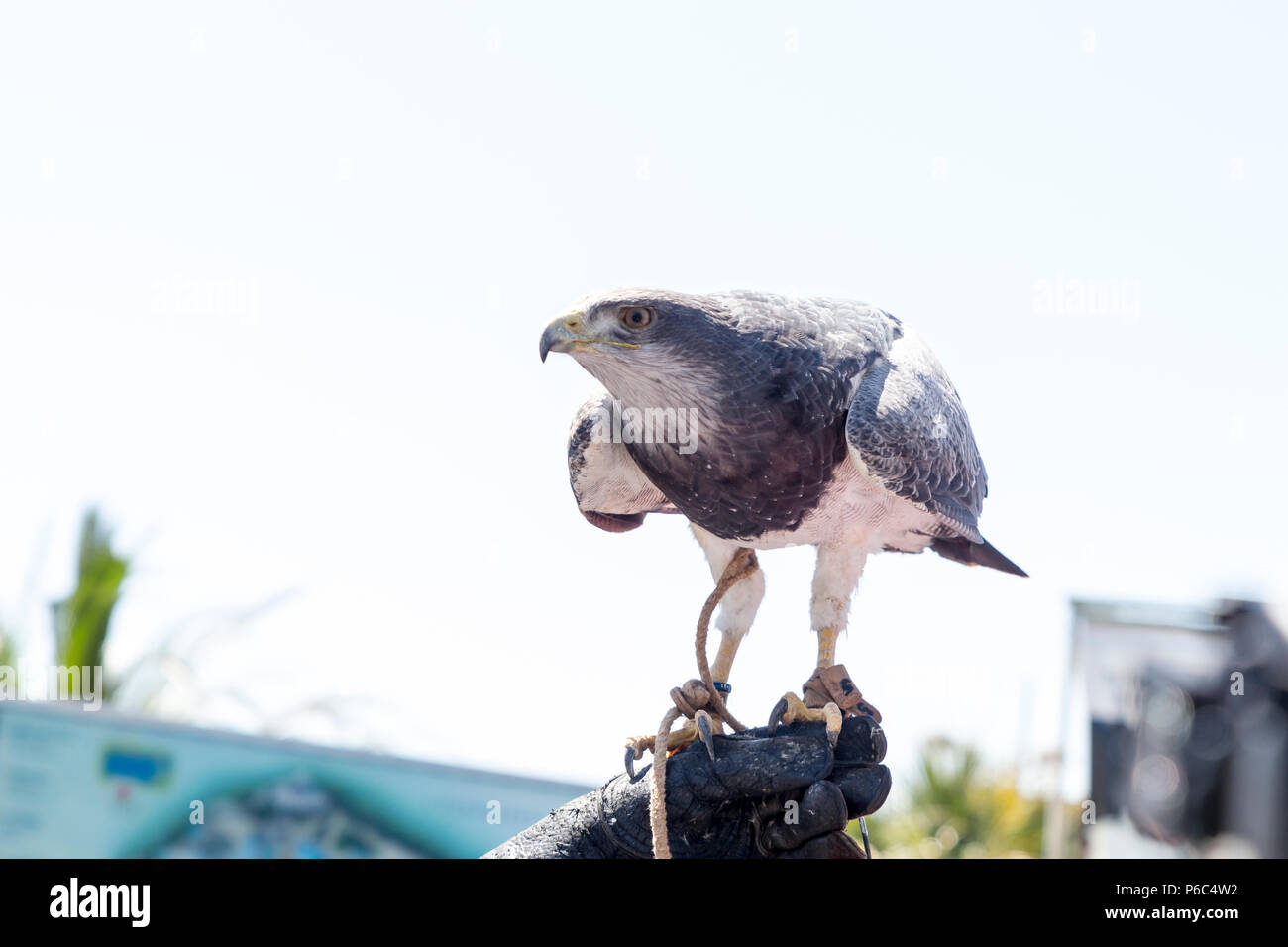 Hawk appollaiato sul guanto di una persona pratica la falconeria Foto Stock