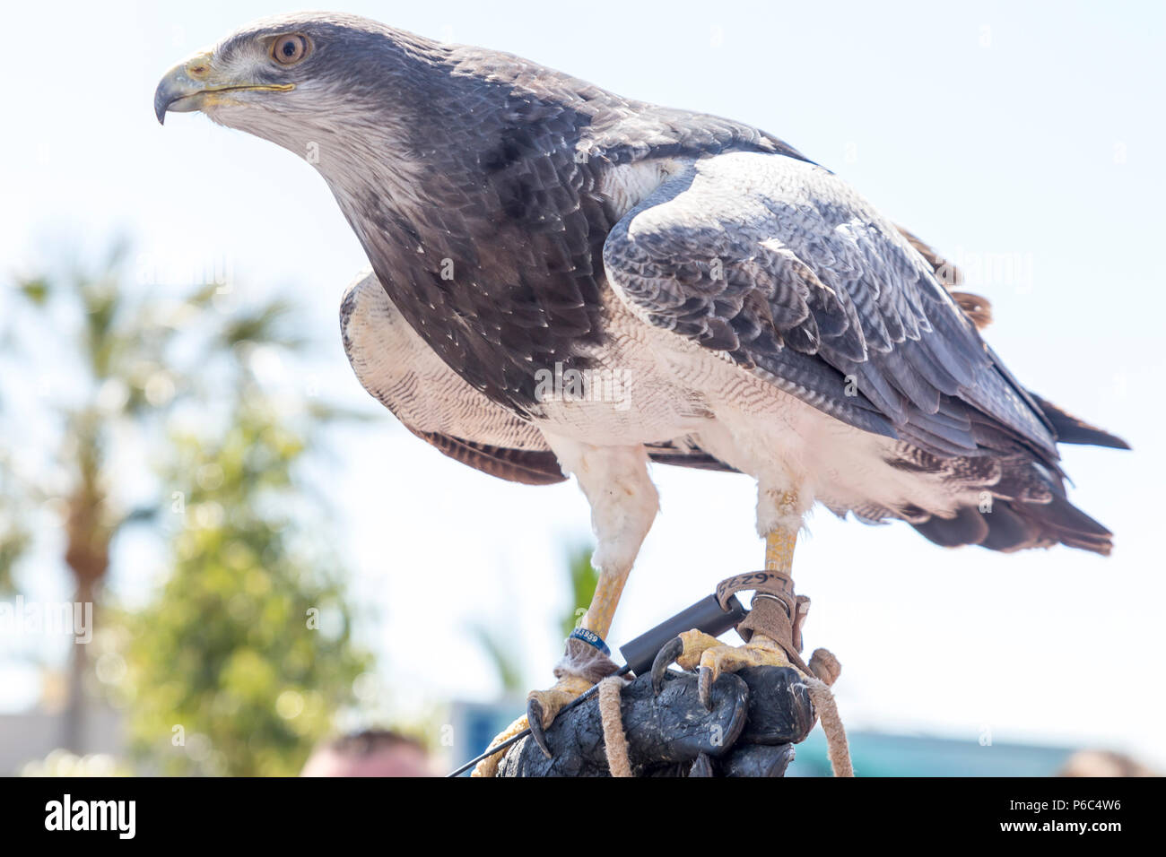 Hawk appollaiato sul guanto di una persona pratica la falconeria Foto Stock