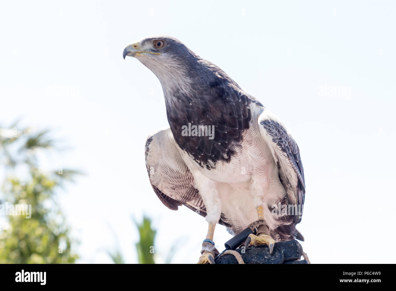 Hawk appollaiato sul guanto di una persona pratica la falconeria Foto Stock