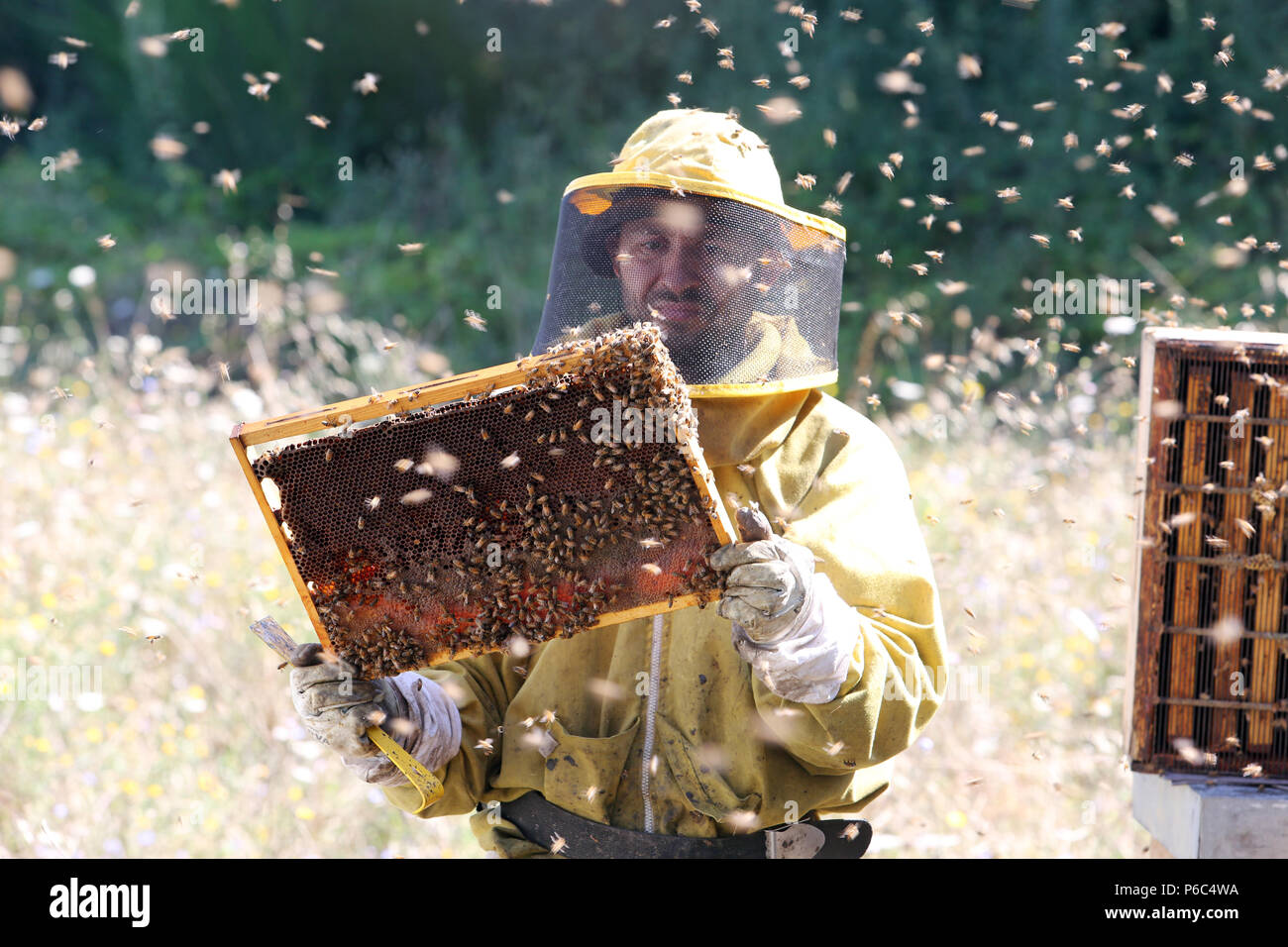 Castel Girogio, Italia, Apicoltore professionista controllata da api mormora intorno a un favo di miele-riempito favo di miele Foto Stock
