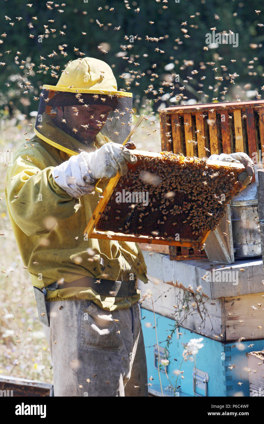 Castel Girogio, Italia, Apicoltore professionista controllata da api mormora intorno a un favo di miele-riempito favo di miele Foto Stock