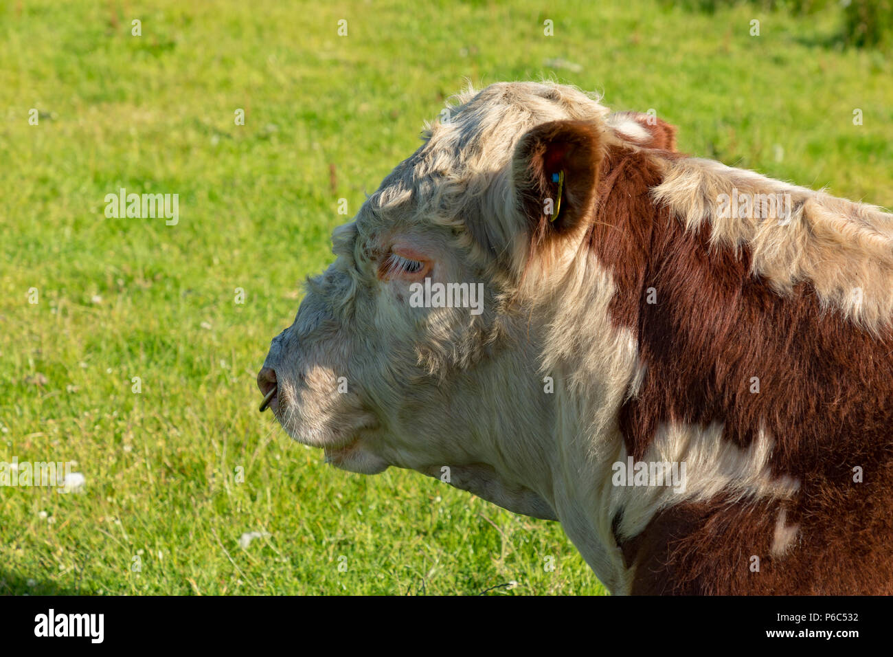 Princetown Dartmoor Devon England Giugno 24, 2018 Herford bull giacente in un campo Foto Stock