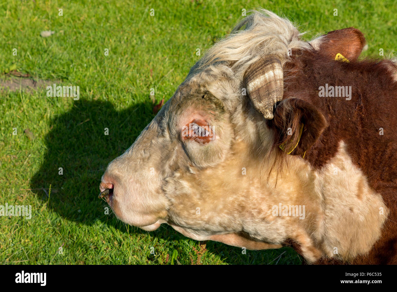 Princetown Dartmoor Devon England Giugno 24, 2018 Herford bull giacente in un campo Foto Stock