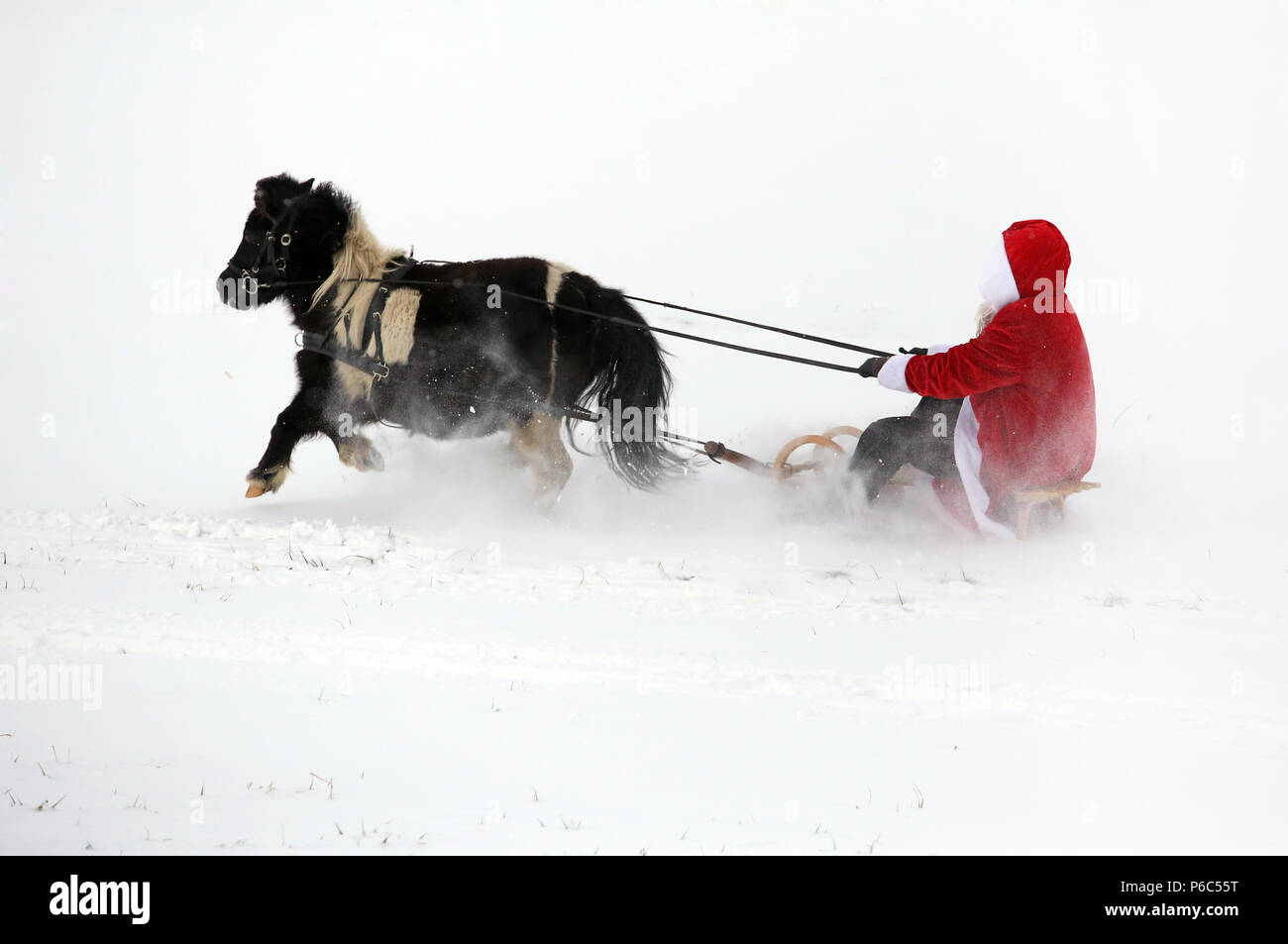 Oberoderwitz, Santa Claus fa una gita in carrozza con il suo pony Shetland Foto Stock
