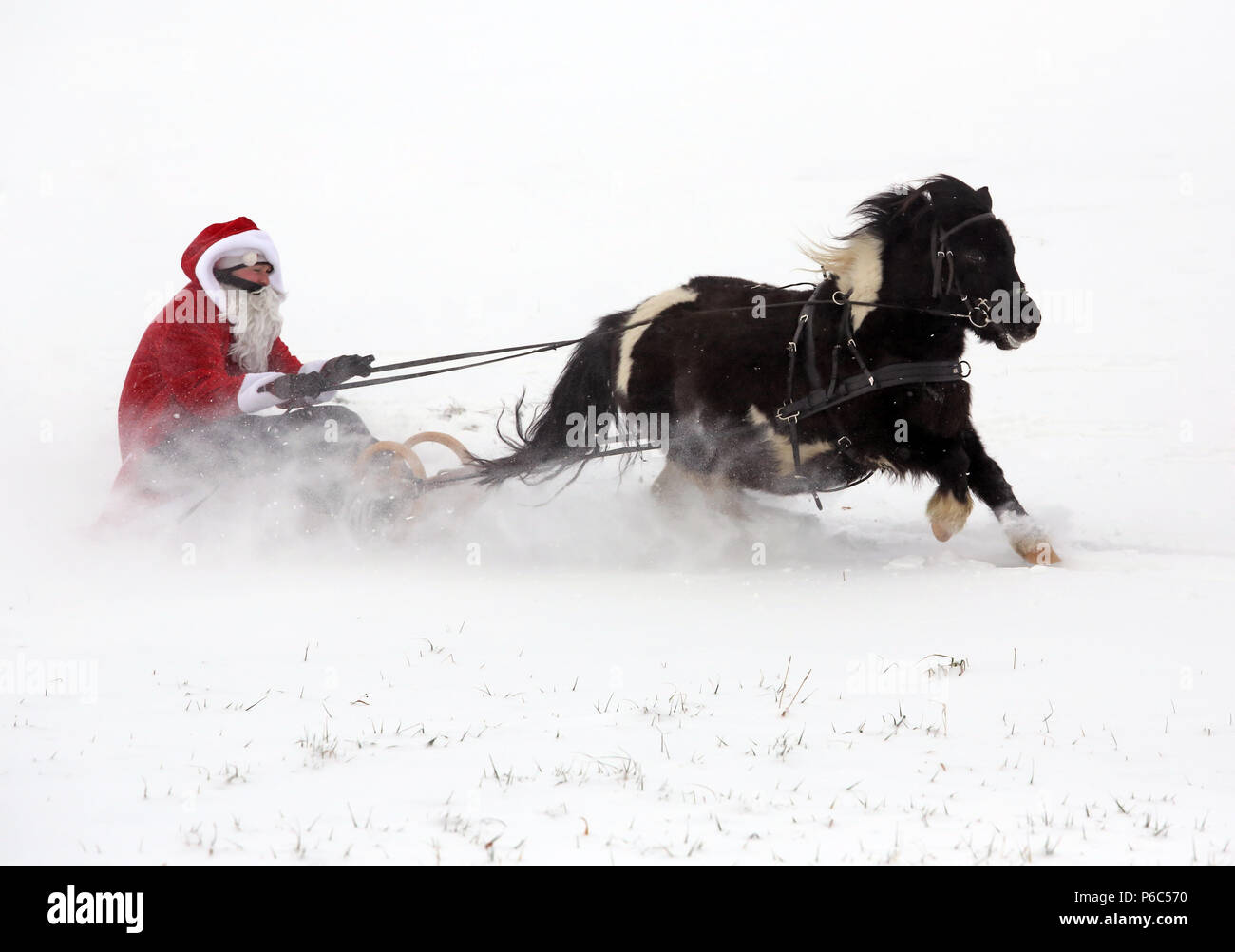 Oberoderwitz, Santa Claus fa una gita in carrozza con il suo pony Shetland Foto Stock