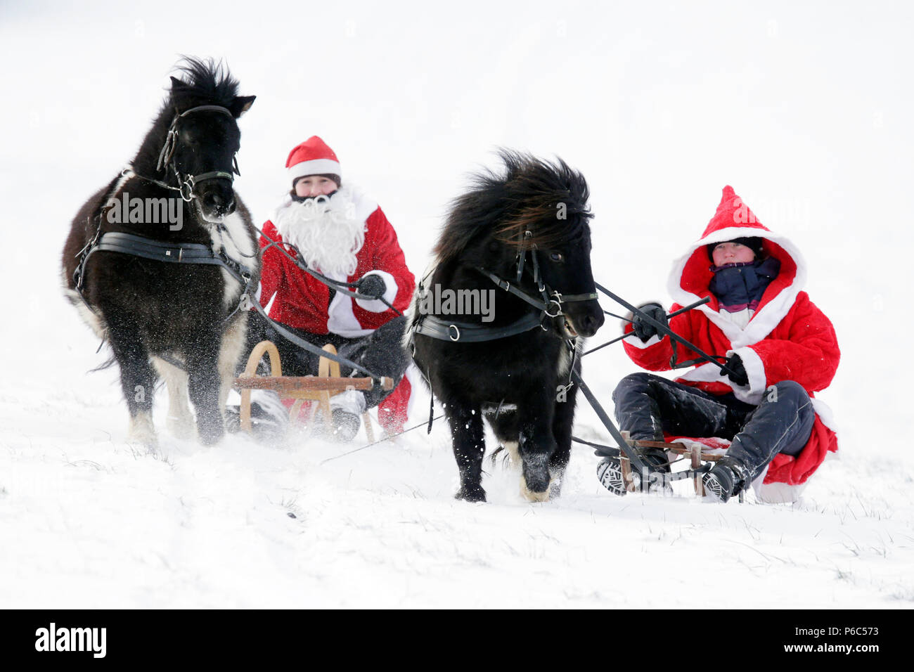 Oberoderwitz, donne vestite come uomini di Natale fare una gita in carrozza con i loro pony Shetland Foto Stock