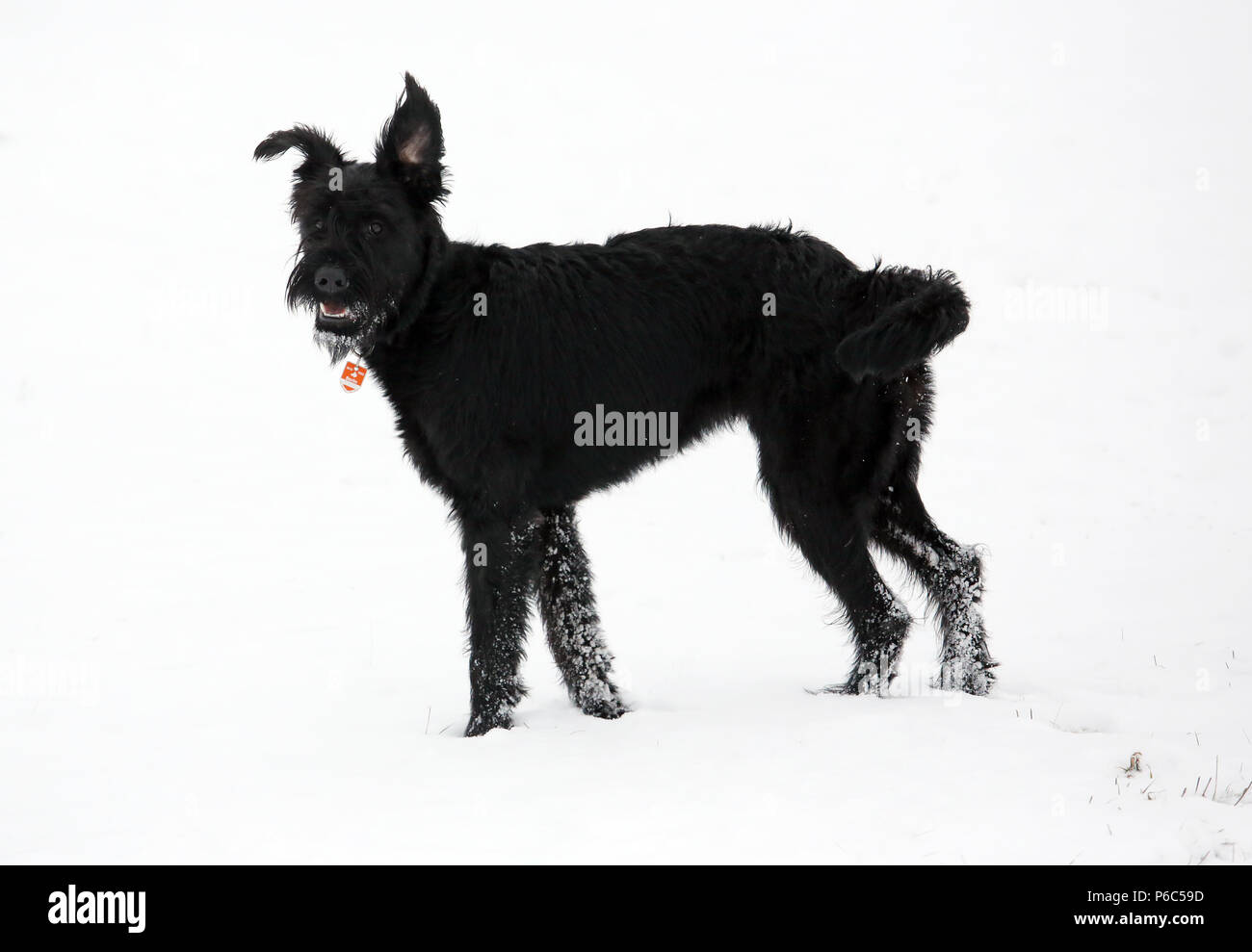 Werneuchen, Giant Schnauzer è in piedi nella neve Foto Stock