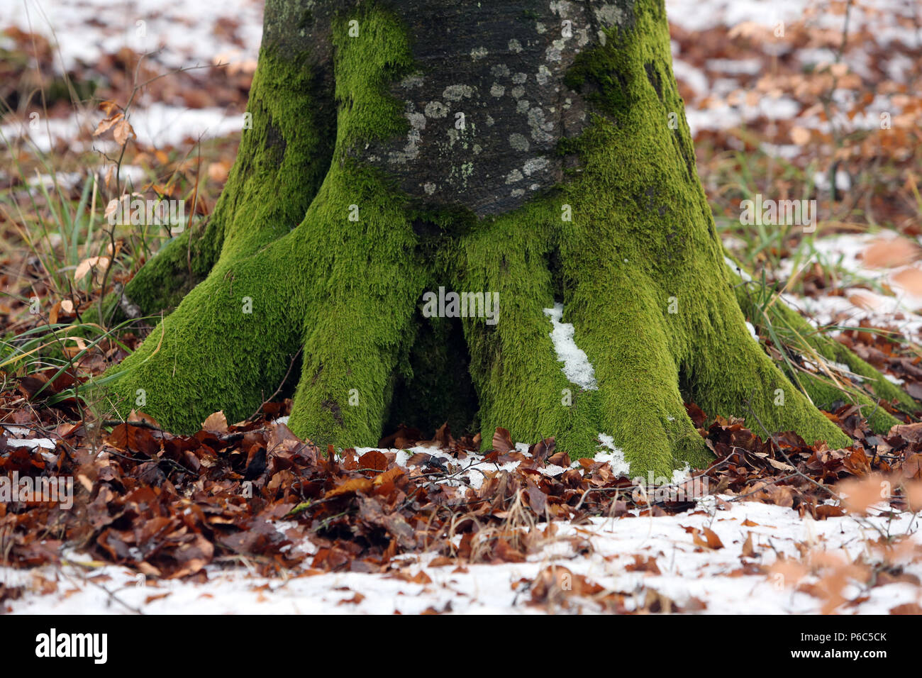 Nuovo Kaetwin, Germania - radici di alberi coperti di muschio Foto Stock
