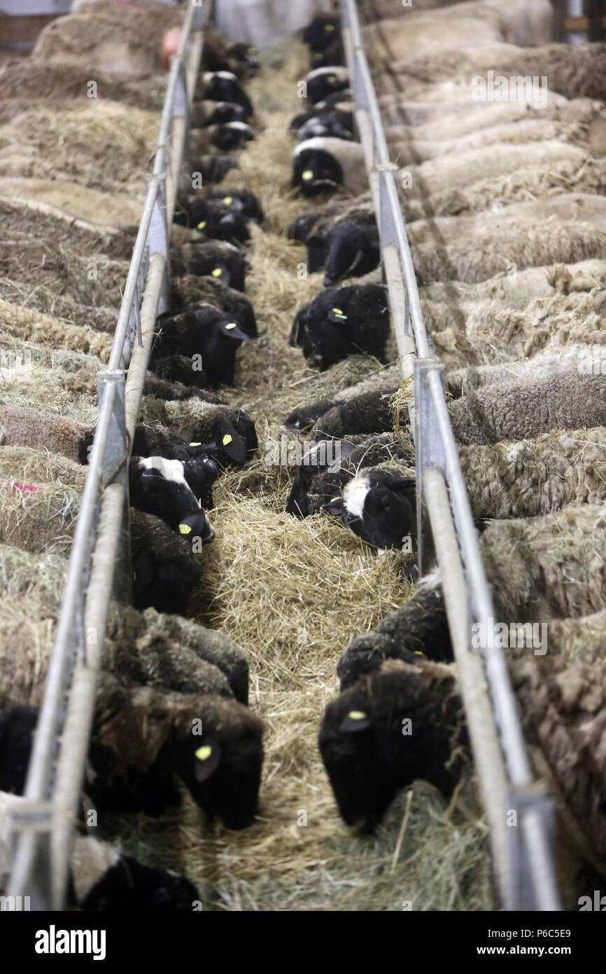 Nuovo Kaetwin, Germania - Dorper pecore nella stalla mangiare del fieno Foto Stock