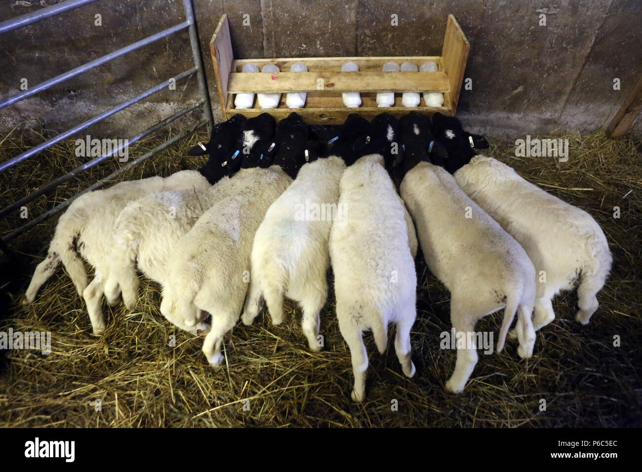 Nuovo Kaetwin, Germania - Giovani Dorper pecore bere latte da bottiglie nel fienile Foto Stock