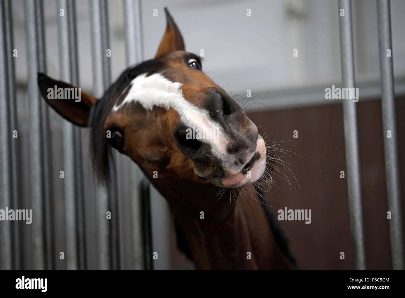 Doha, cavallo in una scatola mendica per goodies Foto Stock