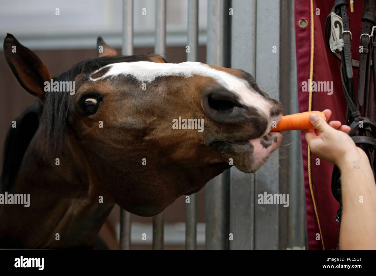 Doha, cavallo in una scatola si estende dopo un pezzo di Moehre Foto Stock