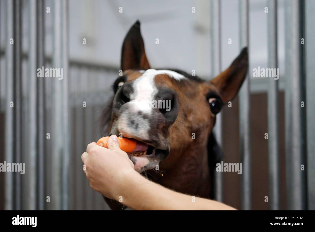 Doha, cavallo in una scatola si estende dopo un pezzo di Moehre Foto Stock