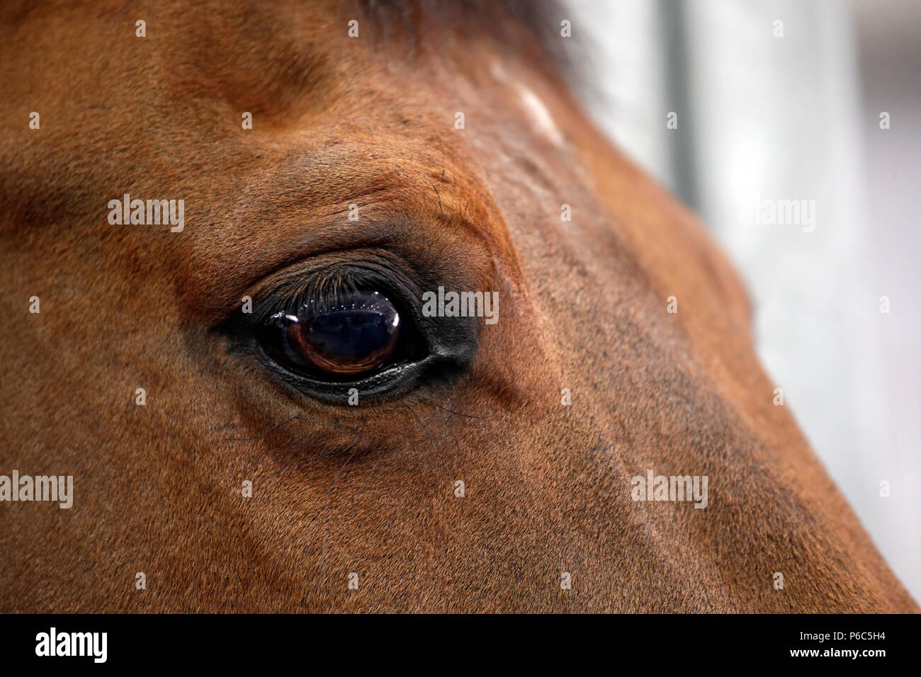 Doha, zona degli occhi di   a cavallo Foto Stock