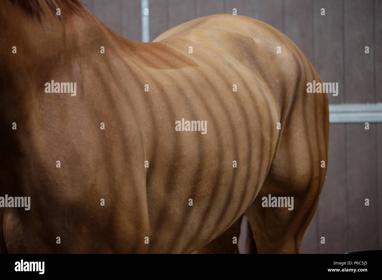 Doha, barre a griglia di una scatola getta un ombra su un cavallo tosatura Foto Stock