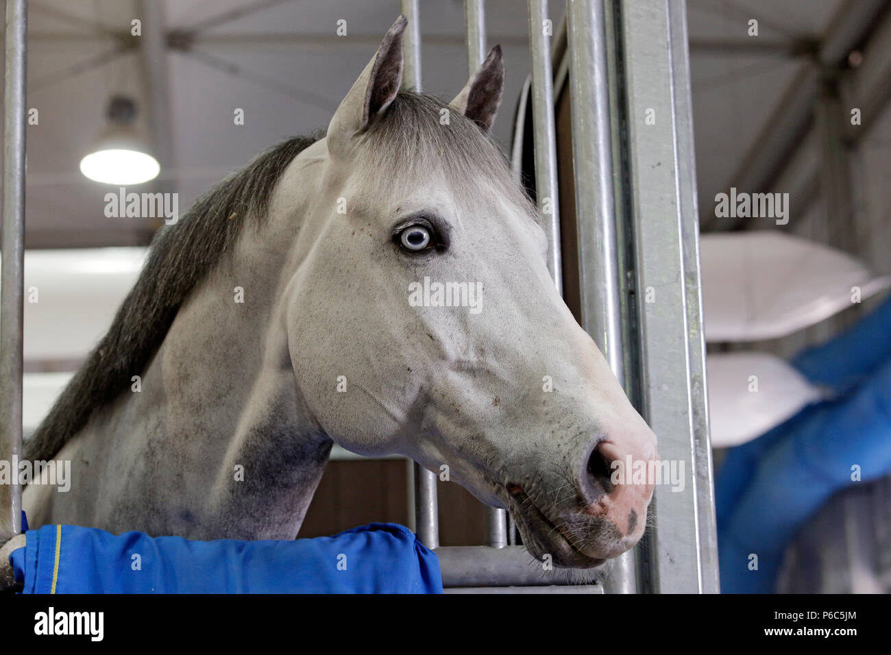 Doha, cavallo guarda fuori del suo box Foto Stock