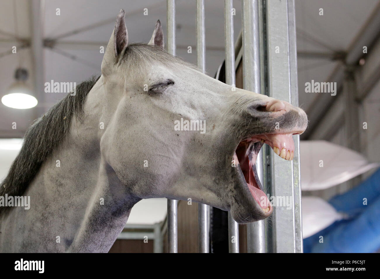 Doha, cavallo è guardare al di fuori del suo box Foto Stock