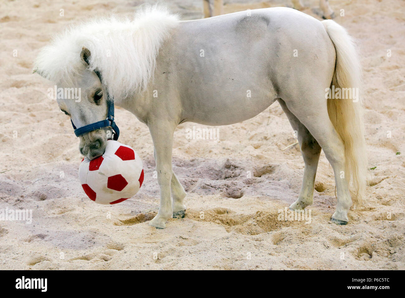 Doha, mini-pony Shetland gioca con un calcio morbido Foto Stock