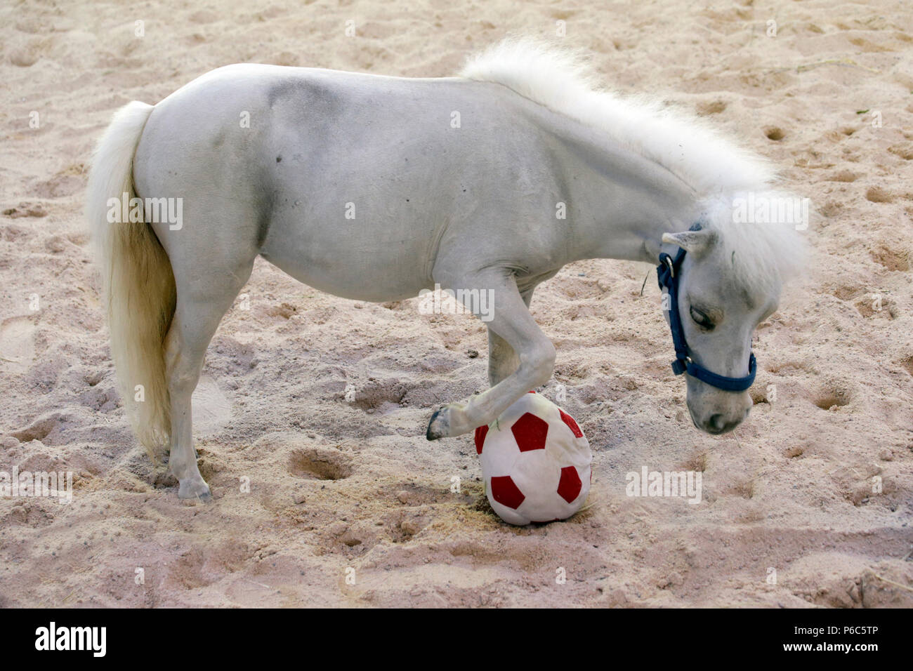 Doha, mini-pony Shetland gioca con un calcio morbido Foto Stock