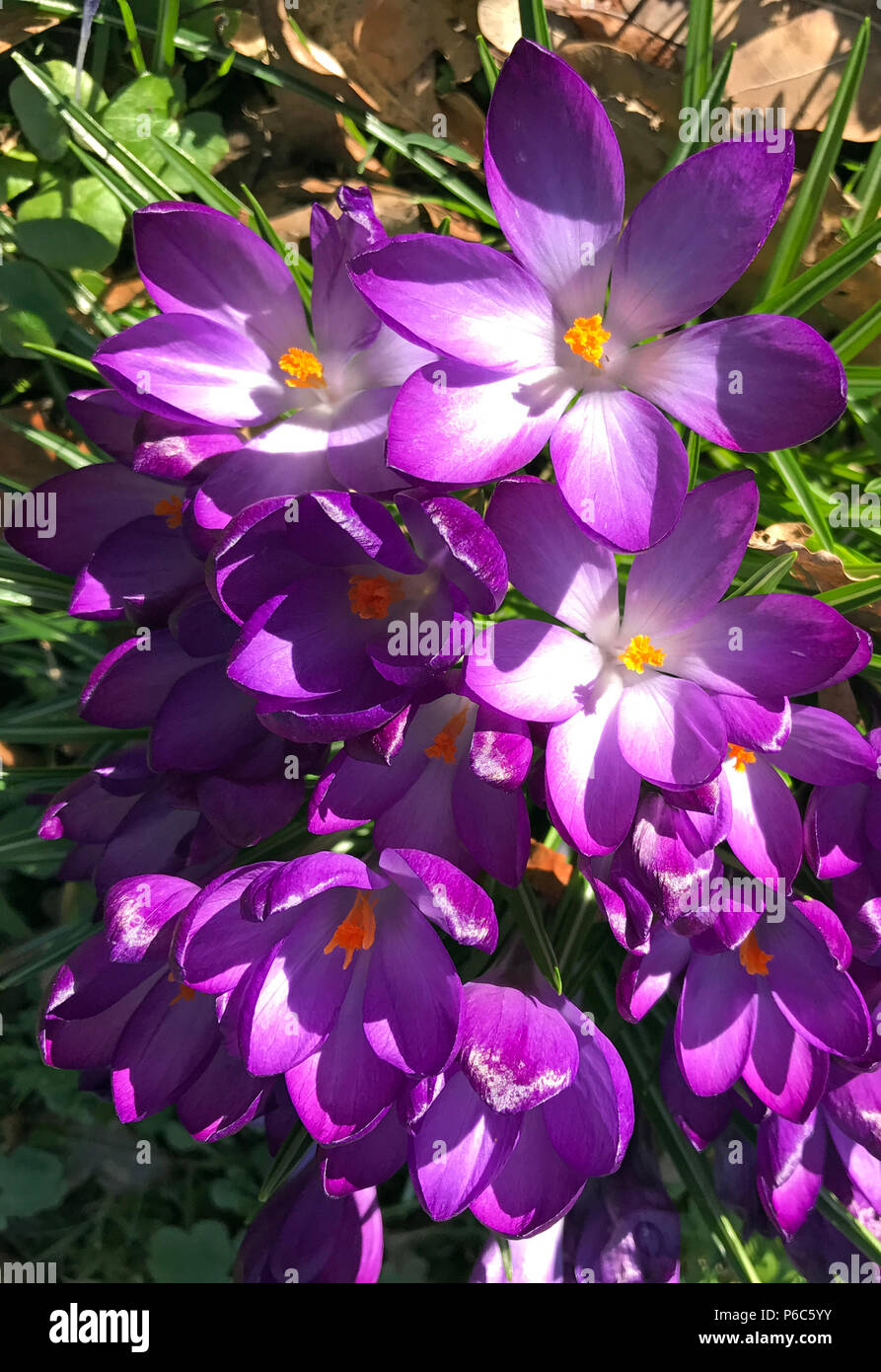 Berlino, violet crocus fiori Foto Stock