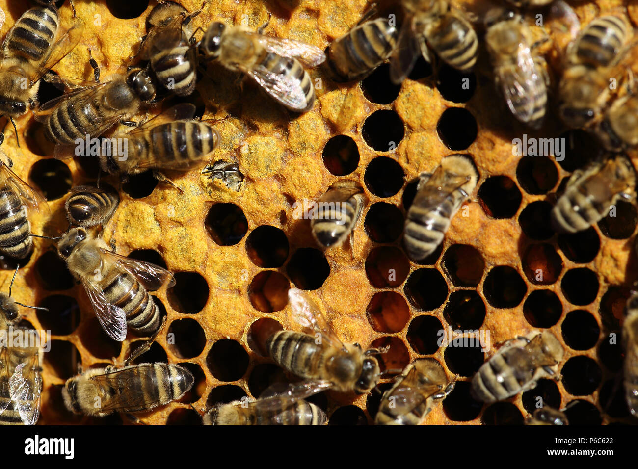 Berlino, Germania - miele api su un favo di miele. Nella metà di sinistra, un'ape è lo slittamento Foto Stock