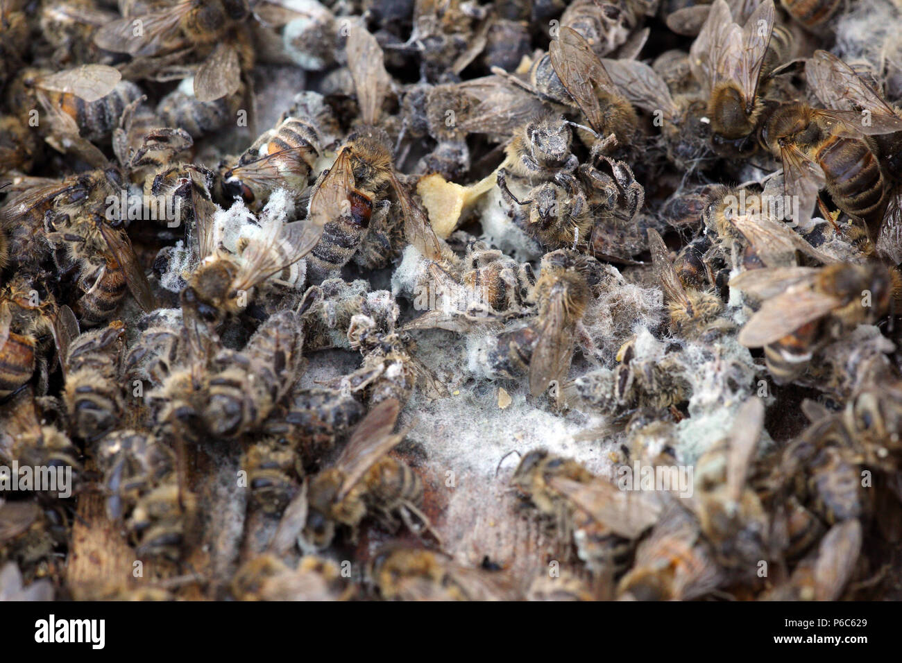 Berlino, Germania - dead miele api dopo un inverno duro Foto Stock