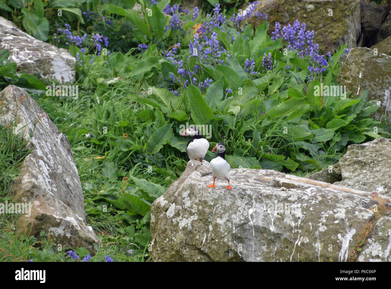 I puffini sulla staffa Isola Foto Stock