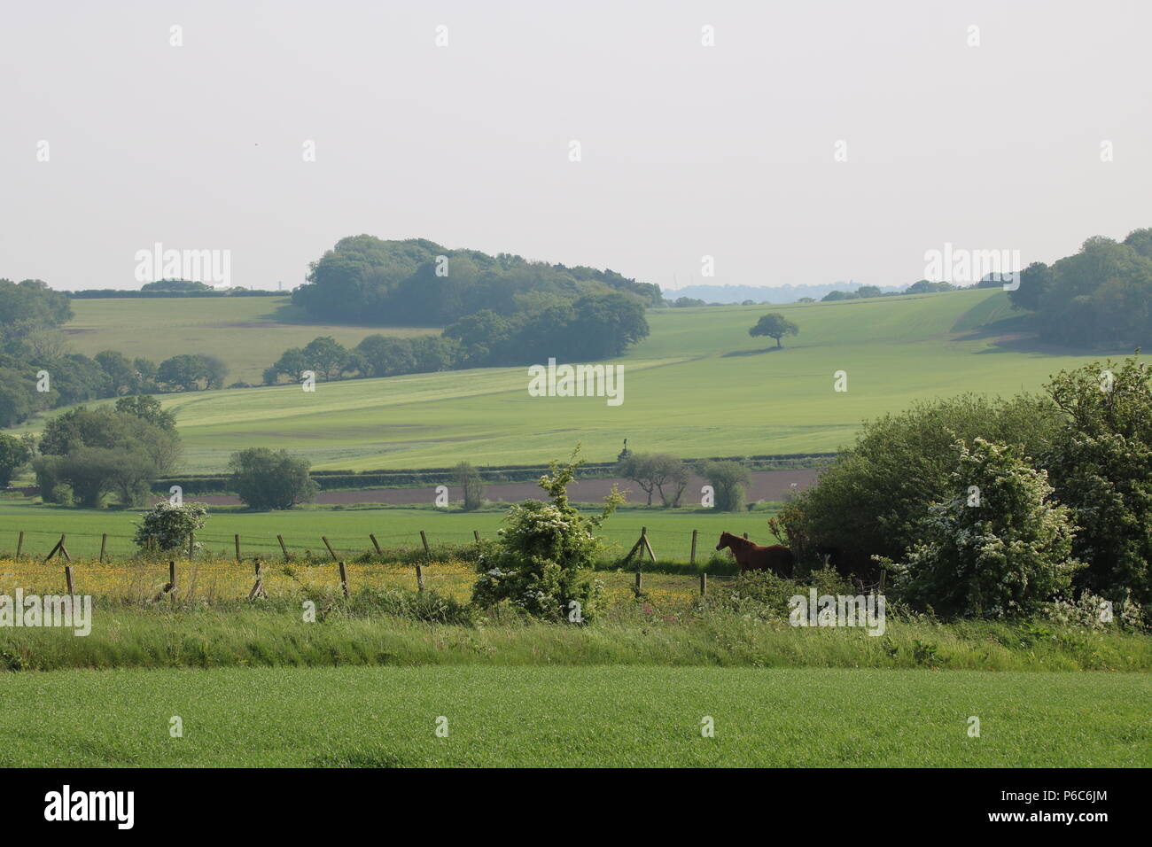 Campo con renoncules (Ranunculus), Nord Ovest Inghilterra, Regno Unito Foto Stock