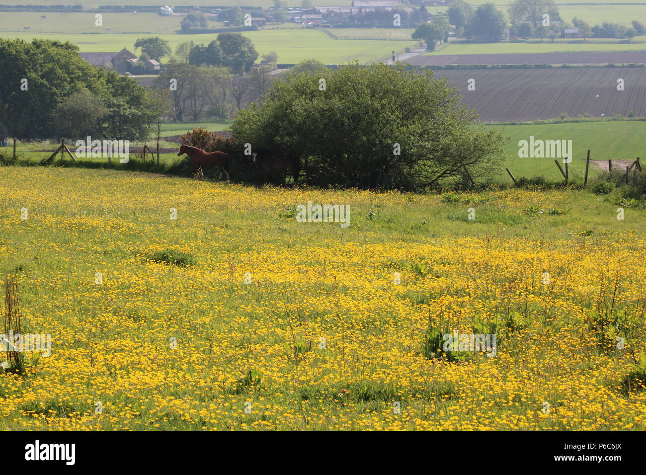 Campo con renoncules (Ranunculus), Nord Ovest Inghilterra, Regno Unito Foto Stock