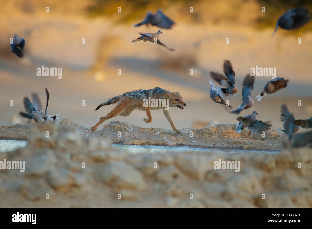 Black backed jackal a caccia di colombi e Sandgrouse Foto Stock