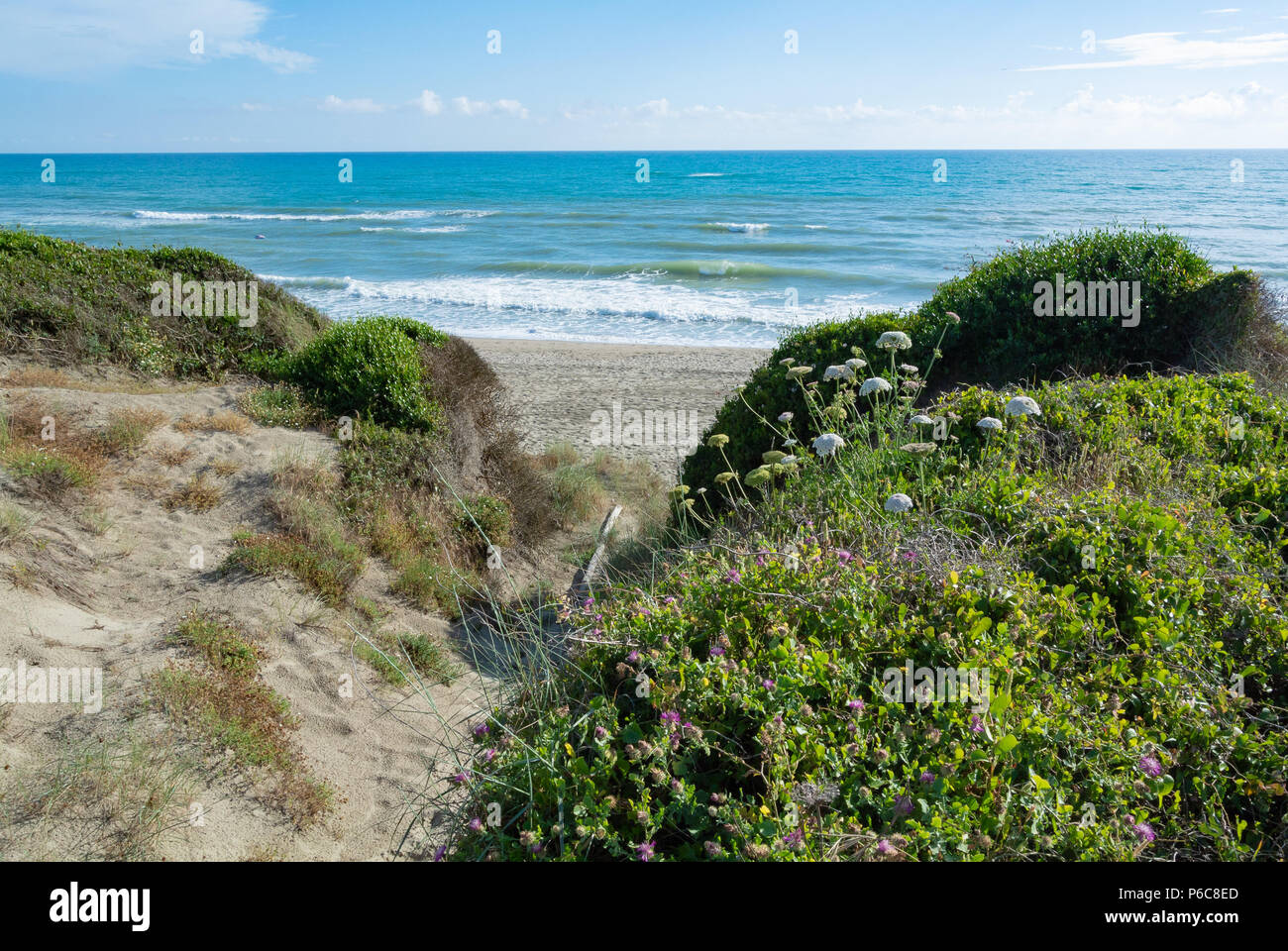 Spiaggia con vegetazioni della riserva naturale nei pressi di Ostia, Roma, lazio, Italy Foto Stock