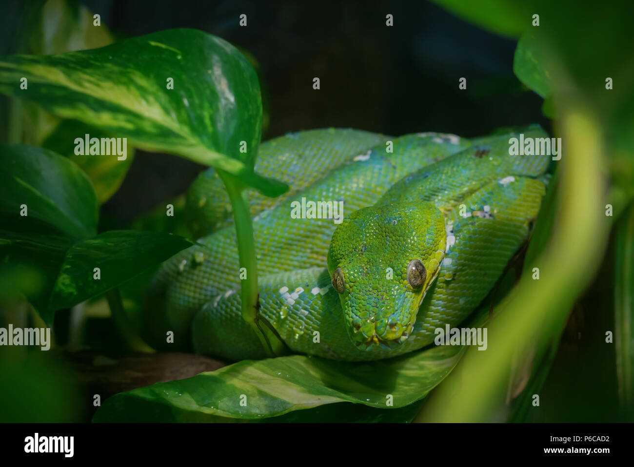 Vista ravvicinata di un albero verde python. Morelia viridis. Foto Stock