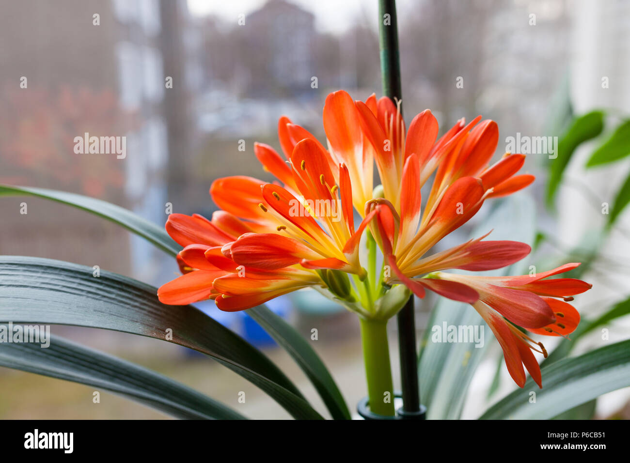 Clivia miniata fiore che sboccia Foto Stock