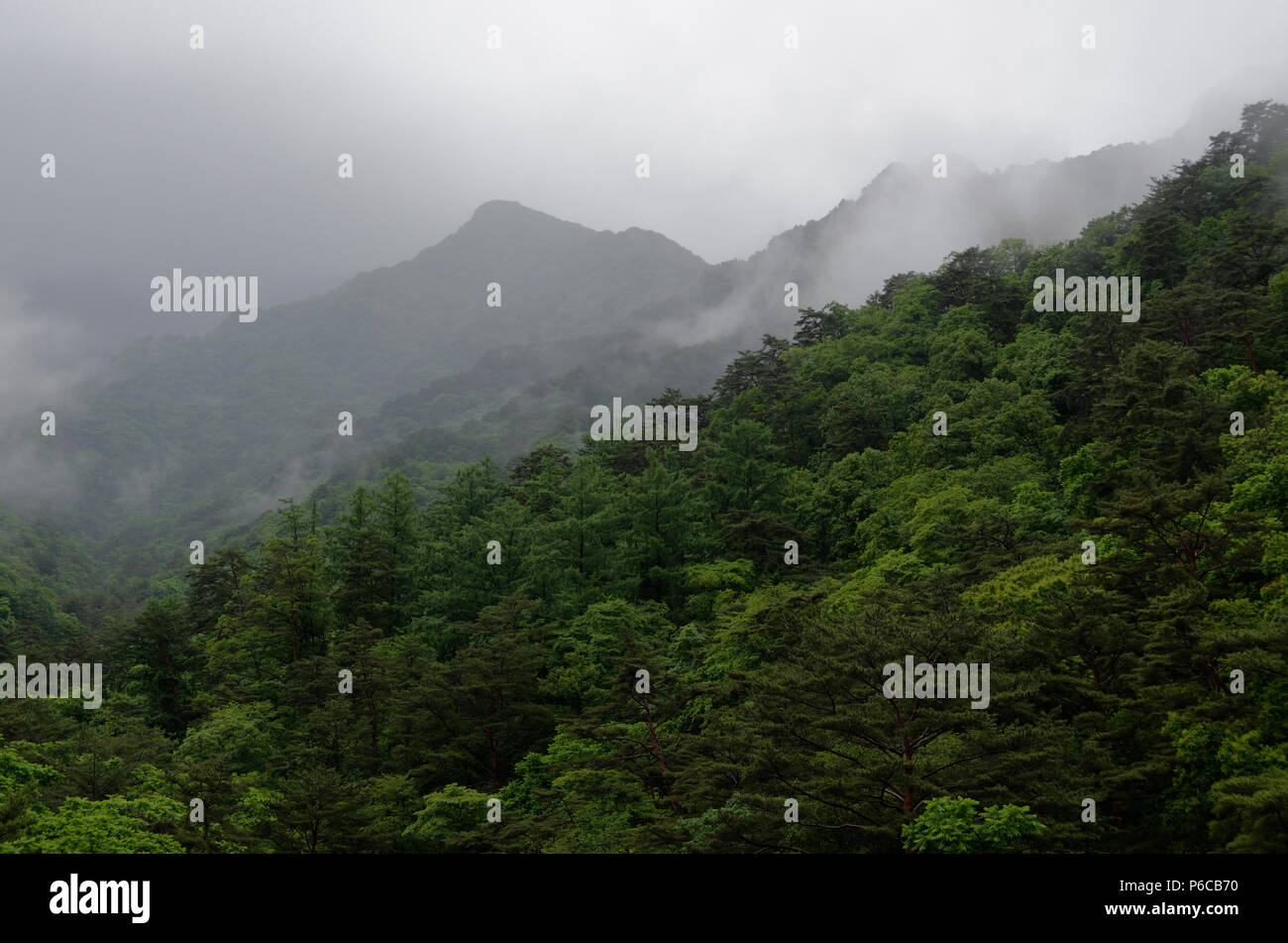 La pioggia e la foschia sopra le verdeggianti boschi dei monti Myohyang, Nord Pyongan Provincia, Corea del Nord Foto Stock