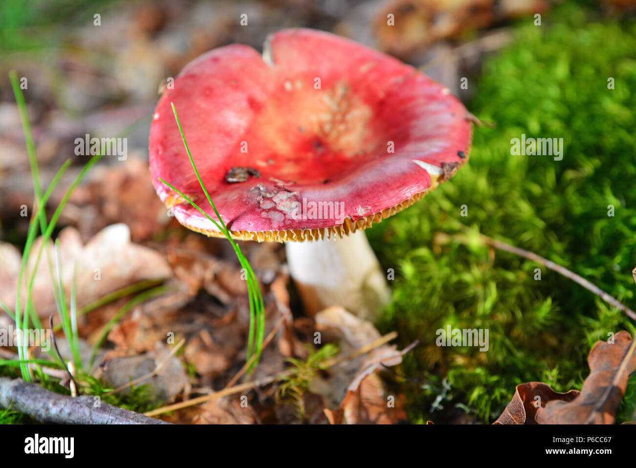 Un rosso fungo russula nella foresta Foto Stock