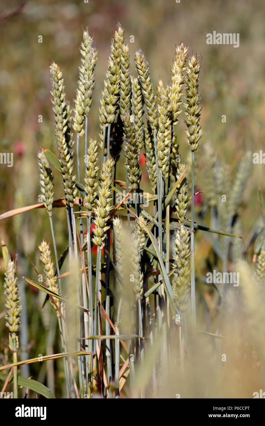 Frumento tenero, Triticum aestivum, più comunemente noto come il pane di frumento, è un grano coltivato specie coltivate in tutto il mondo Foto Stock