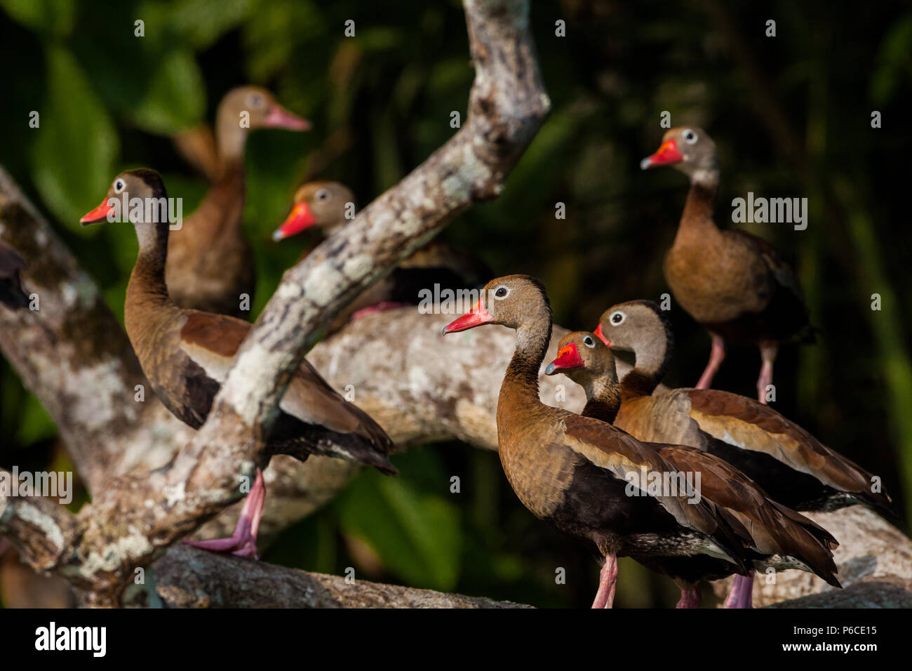 Rospo sibilo-anatre, Dendrocygna autumnalis, in una struttura ad albero in riva al fiume e del Rio Chagres, parco nazionale di Soberania, Repubblica di Panama. Foto Stock