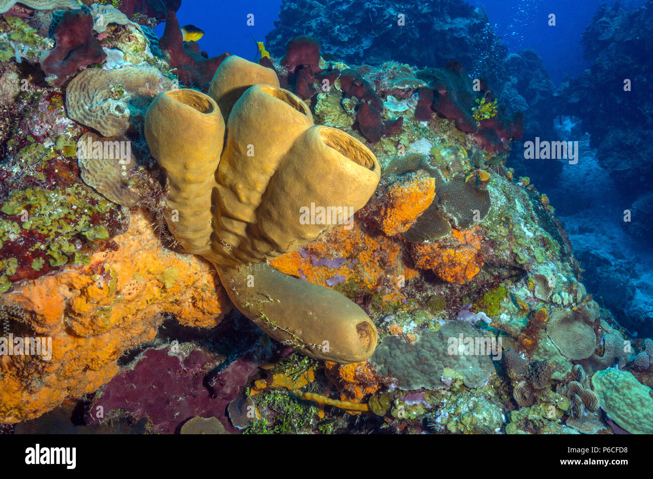 Spugne, scena sulla barriera corallina, Foto Stock