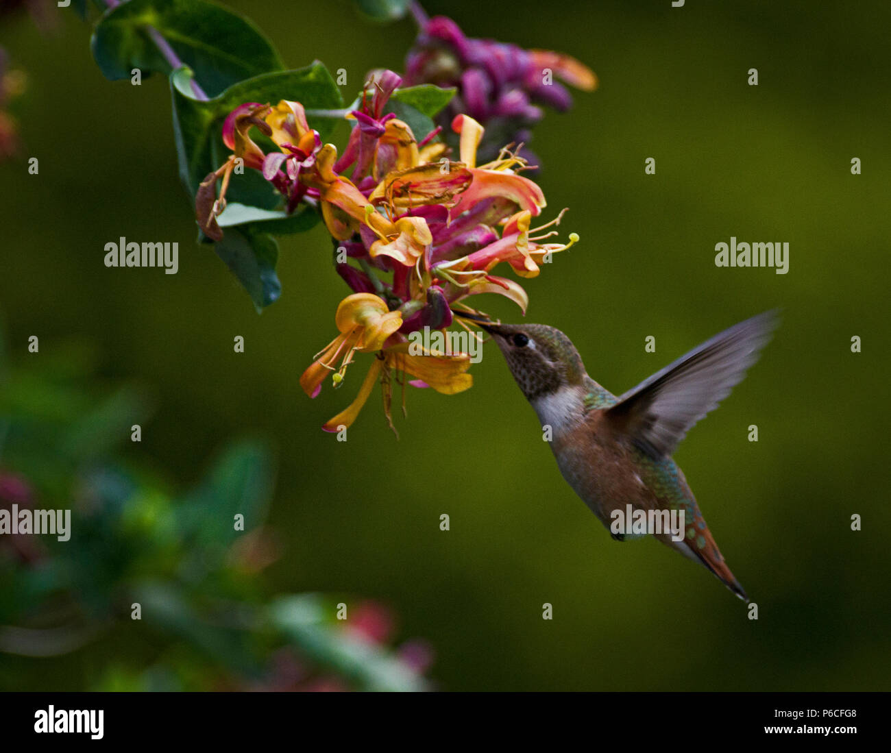 Colibrì Foto Stock